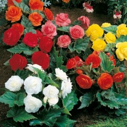 Бегония клубневая