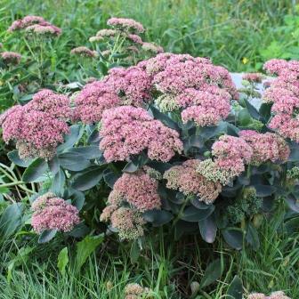 Седум (очиток)