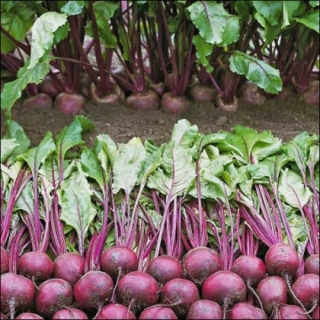 Свекла Пабло F1 [фракция семян: 3,0-3,5 мм] - ООО «Семена Тут»