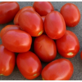 Томат Адванс F1 - ООО «Семена Тут»