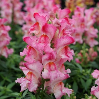 Львиный зев Снэппи Роуз Флейм [1000 шт] - ООО «Семена Тут»