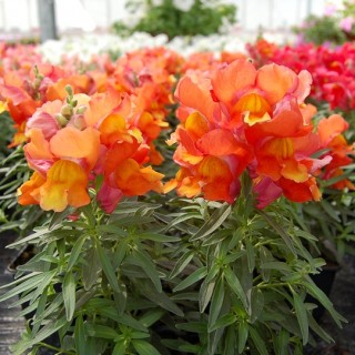 Львиный зев Снэппи Бронз [1000 шт] - ООО «Семена Тут»