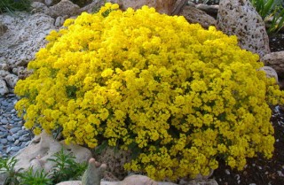 img-1: Алиссум скальный Золотая россыпь - ООО «Семена Тут»