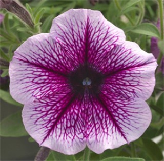 img-0: Петуния ампельная Опера Парпл Вейн [100 драже] - ООО «Семена Тут»