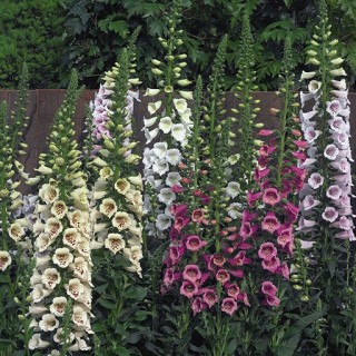 Наперстянка Камелот F1 микс  [1000 драже] - ООО «Семена Тут»