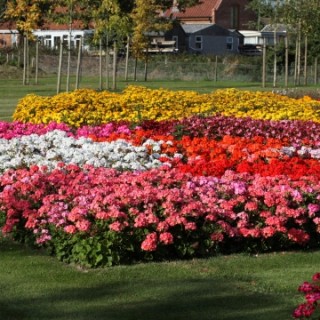 Пеларгония зональная Дансер Микс [100 шт] - ООО «Семена Тут»