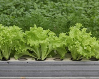 img-1: Салат Абордаж - ООО «Семена Тут»