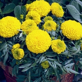 Бархатцы прямостоячие Антигуа Голд [50 шт] - ООО «Семена Тут»