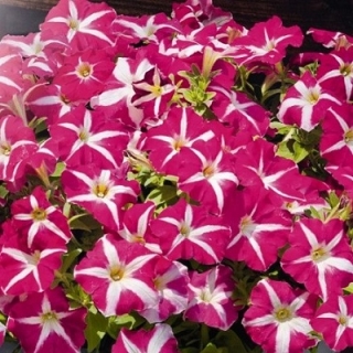 Петуния грандифлора Саксесс Эйч Ди Роуз Стар [1000 драже] - ООО «Семена Тут»