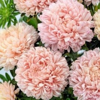 img-0: Астра Бьютифул Дэй Салмон Роуз [3 гр] - ООО «Семена Тут»