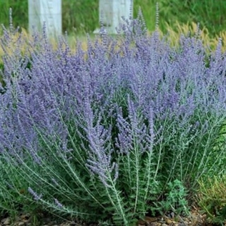 img-1: Перовския Блю Стил [100 шт] - ООО «Семена Тут»