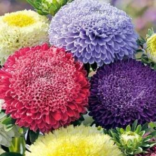 Астра принцесса Смесь окрасок - ООО «Семена Тут»