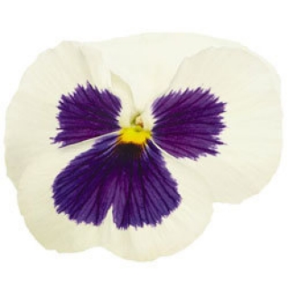 Виола крупноцветковая Инспайер Делюкс Вайт Блотч [50 шт] - ООО «Семена Тут»