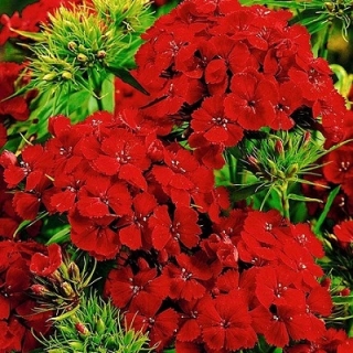 Гвоздика Турецкая Алая красавица - ООО «Семена Тут»