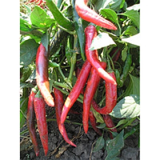 Перец острый Сафьян F1 - ООО «Семена Тут»