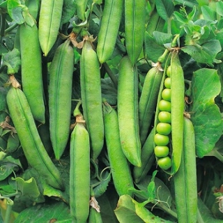 Горох Каскад - ООО «Семена Тут»