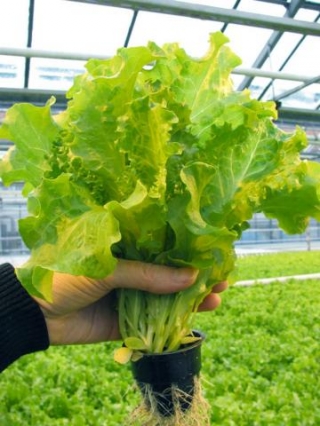 img-1: Салат Орфей - ООО «Семена Тут»