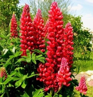 Люпин Фламинго - ООО «Семена Тут»