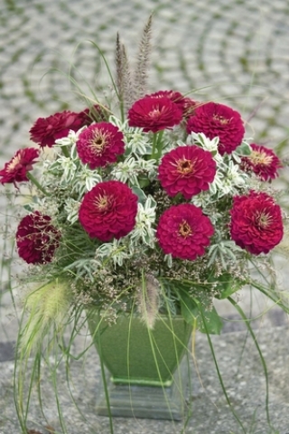 img-1: Цинния Гиганты Бенари Вайн [1000 шт] - ООО «Семена Тут»