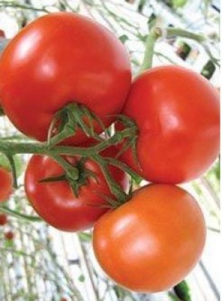 Томат Макарена F1 - ООО «Семена Тут»