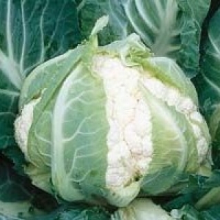 Капуста цветная Кадиллак F1 - ООО «Семена Тут»