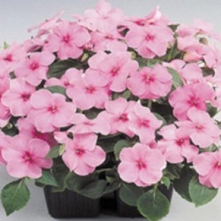 Бальзамин Баланс Пинк [1000 шт] - ООО «Семена Тут»