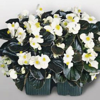 Бегония вечноцветущая Коктейль Виски [50 драже] - ООО «Семена Тут»