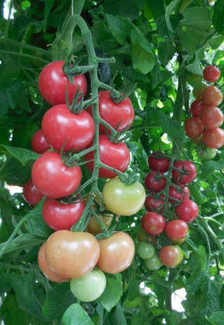 img-1: Томат Малибу F1 - ООО «Семена Тут»