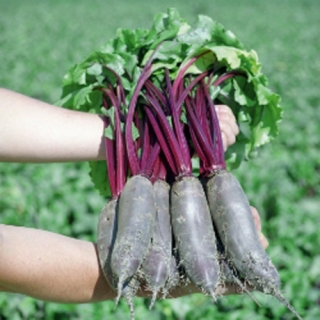 Свекла Таунус F1 [фракция семян: 2,75-3,0 мм] - ООО «Семена Тут»