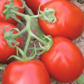 Томат Муна F1* - ООО «Семена Тут»