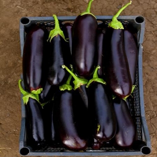 img-0: Баклажан Алмаз - ООО «Семена Тут»