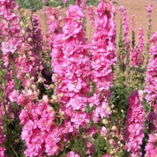 Дельфиниум крупноцветковый Розовая бабочка - ООО «Семена Тут»