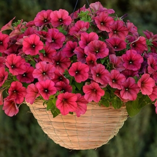 Петуния ампельная F1 Изи Вэйв Берри Велюр [50 драже] - ООО «Семена Тут»