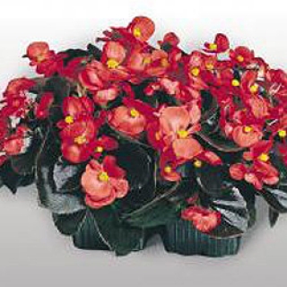 img-1: Бегония вечноцветущая Коктейль Водка [50 драже] - ООО «Семена Тут»