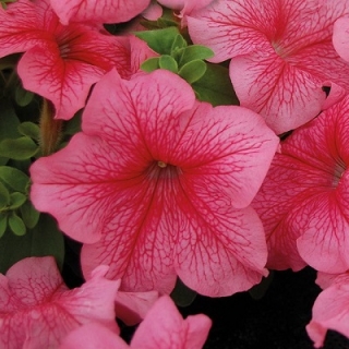 Петуния мультифлора Мамбо Джи Пи Ред Вейнед [1000 драже] - ООО «Семена Тут»