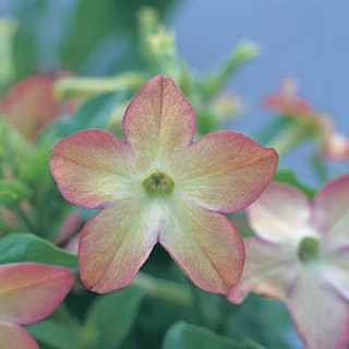 Табак Сандер Авалон Лайм Парпл Биколор [1000 драже] - ООО «Семена Тут»