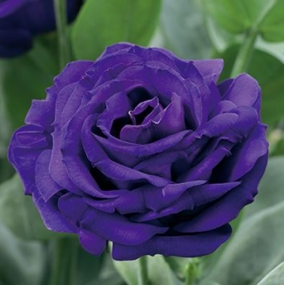 Эустома Арена 3 Парпл [100 драже] - ООО «Семена Тут»