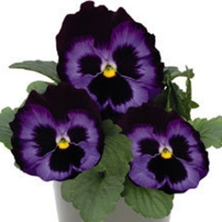 Виола крупноцветковая Инспайер Делюкс Деним [50 шт] - ООО «Семена Тут»