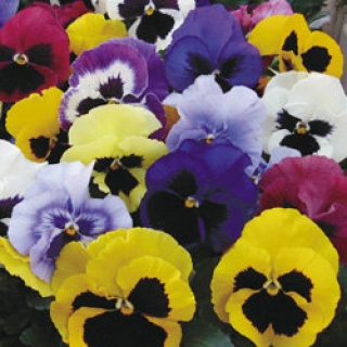 Виола крупноцветковая Маммот Микс [5000 шт] - ООО «Семена Тут»