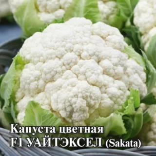 img-1: Капуста цветная Уайтэксел F1 - ООО «Семена Тут»