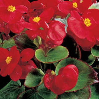 Бегония вечноцветущая Амбассадор Скарлет [5000 шт] - ООО «Семена Тут»