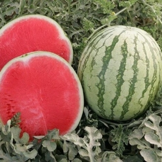 Арбуз Регус F1 - ООО «Семена Тут»