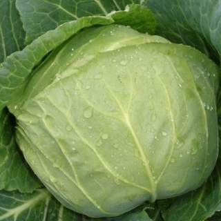 Капуста белокочанная Слава 1305 - ООО «Семена Тут»