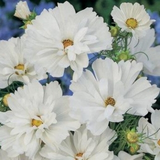 Космея махровая Психе Вайт - ООО «Семена Тут»