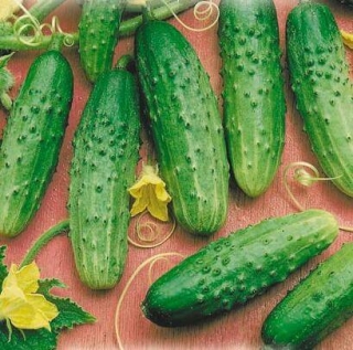 Огурец Дальневосточный 27 - ООО «Семена Тут»