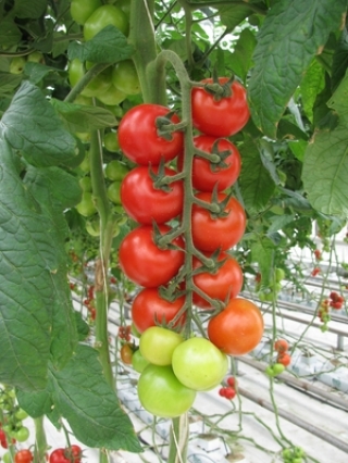 img-1: Томат Мопс F1 - ООО «Семена Тут»