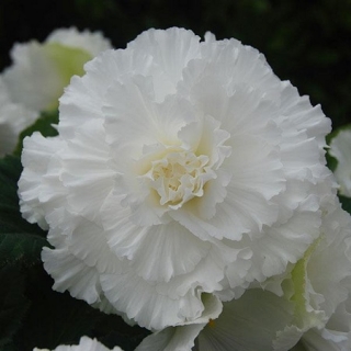 Бегония клубневая Америгибрид Раффлд Вайт [500 драже] - ООО «Семена Тут»