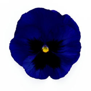 Виола крупноцветковая Инспайер Делюкс Дип Блю Блотч [50 шт] - ООО «Семена Тут»