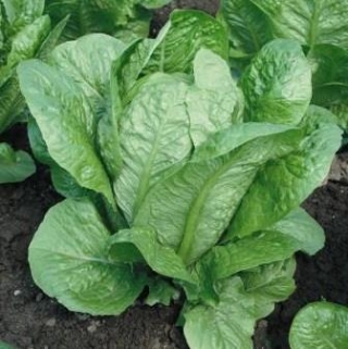 Салат Максимус - ООО «Семена Тут»