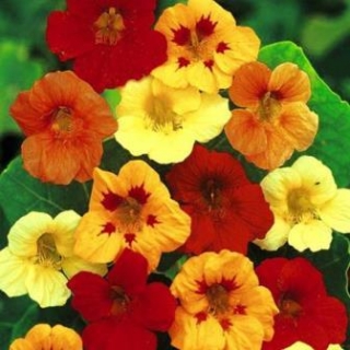 Настурция Смесь окрасок - ООО «Семена Тут»